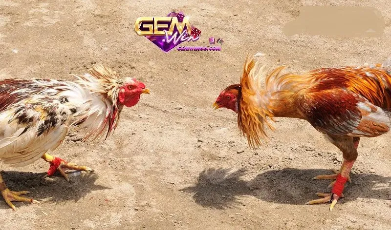 trai nghiem truc tiep da ga tai gemwin Trải nghiệm trực tiếp đá gà tại Gemwin
